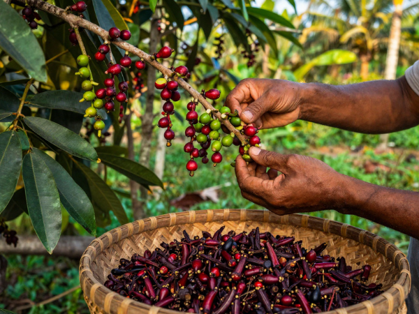 Petani